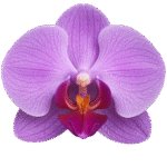 Studio Orchidea